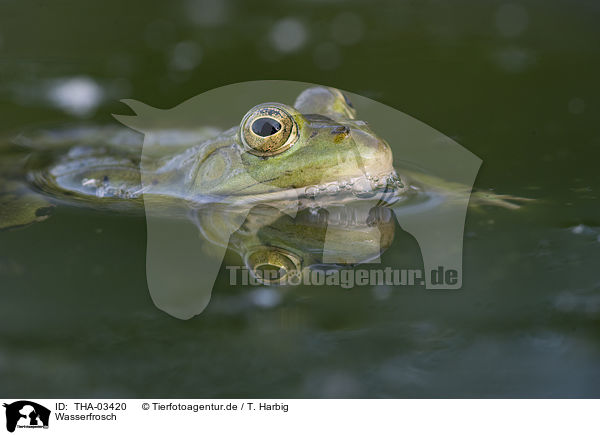 Wasserfrosch / THA-03420