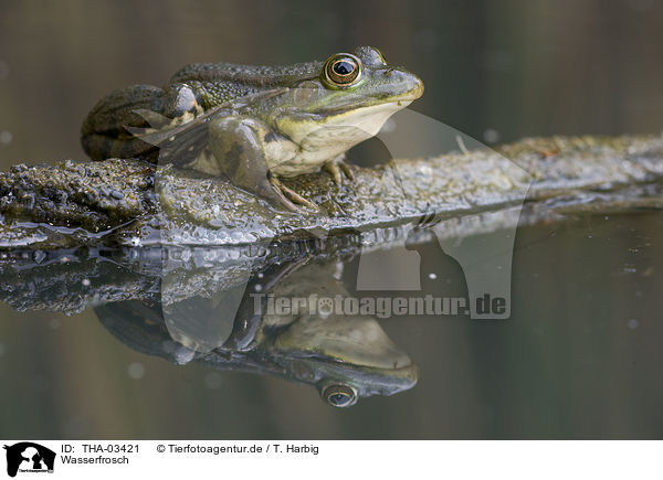 Wasserfrosch / THA-03421