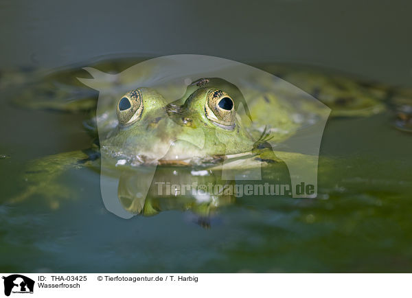 Wasserfrosch / water frog / THA-03425