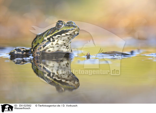 Wasserfrosch / green frog / DV-02582