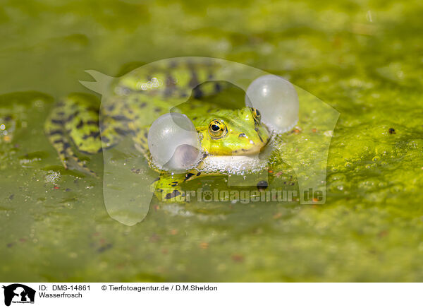 Wasserfrosch / Edible frog / DMS-14861