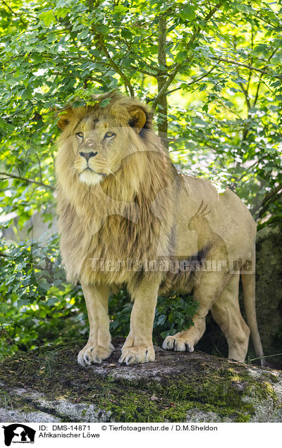 Afrikanischer Lwe / African Lion / DMS-14871