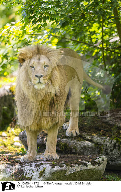 Afrikanischer Lwe / DMS-14872