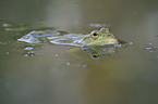 Wasserfrosch