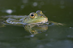 Wasserfrosch