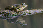 Wasserfrosch