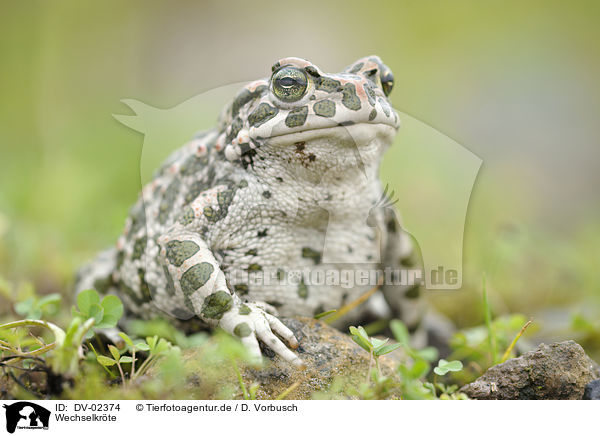 Wechselkrte / green toad / DV-02374