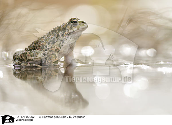 Wechselkrte / green toad / DV-02962