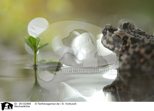 Wechselkrte / green toad / DV-02966