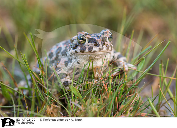 Wechselkrte / European green toad / AT-02129