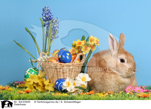 Osterhase / easter bunny / SS-03954