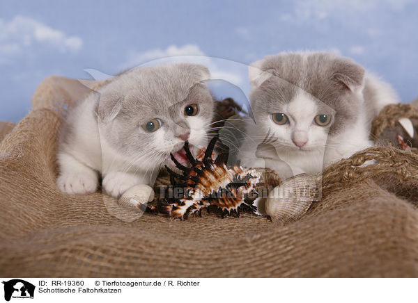 Schottische Faltohrkatzen / Scottish Folds / RR-19360