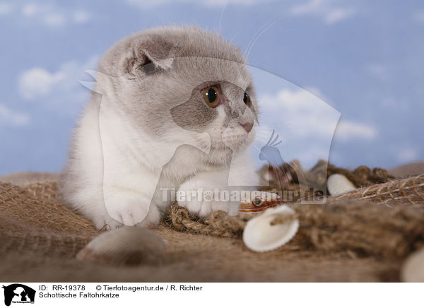 Schottische Faltohrkatze / RR-19378