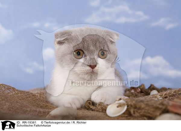 Schottische Faltohrkatze / RR-19381