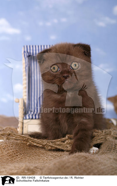 Schottische Faltohrkatze / Scottish Fold / RR-19408
