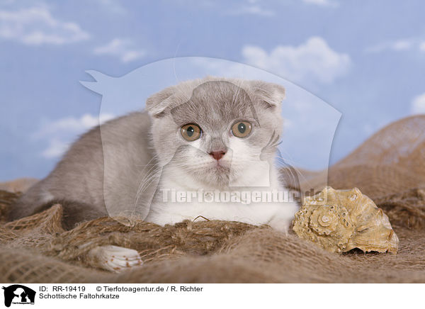 Schottische Faltohrkatze / RR-19419