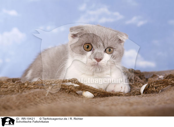 Schottische Faltohrkatze / Scottish Fold / RR-19421