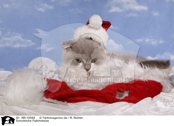 Schottische Faltohrkatze / RR-19568