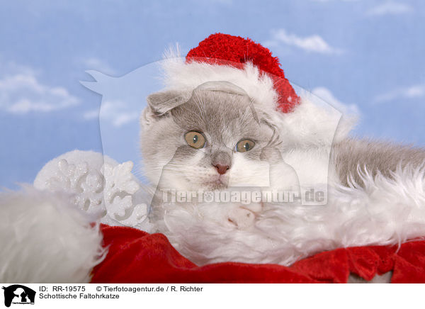 Schottische Faltohrkatze / RR-19575
