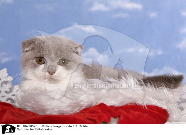 Schottische Faltohrkatze / RR-19578