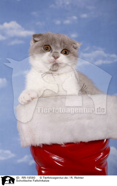 Schottische Faltohrkatze / RR-19580