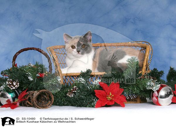 Britisch Kurzhaar Ktzchen zu Weihnachten / British Shorthair Kitten at christmas / SS-10480