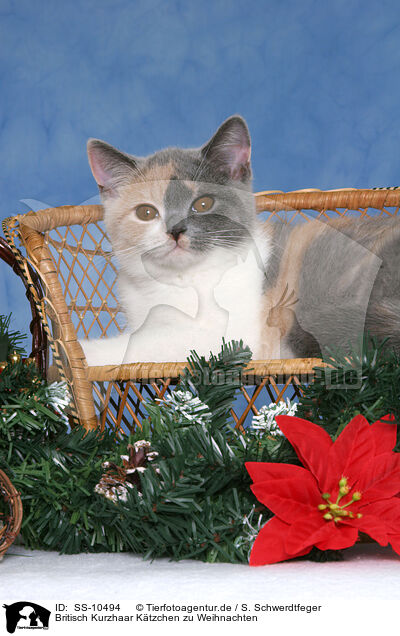 Britisch Kurzhaar Ktzchen zu Weihnachten / British Shorthair Kitten at christmas / SS-10494