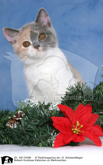 Britisch Kurzhaar Ktzchen zu Weihnachten / British Shorthair Kitten at christmas / SS-10496