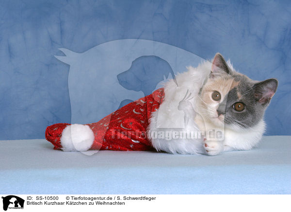 Britisch Kurzhaar K�tzchen zu Weihnachten / British Shorthair Kitten at christmas / SS-10500