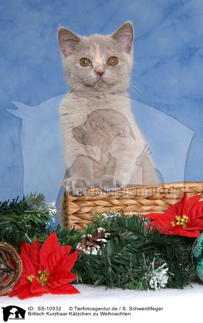 Britisch Kurzhaar Ktzchen zu Weihnachten / British Shorthair Kitten at christmas / SS-10532