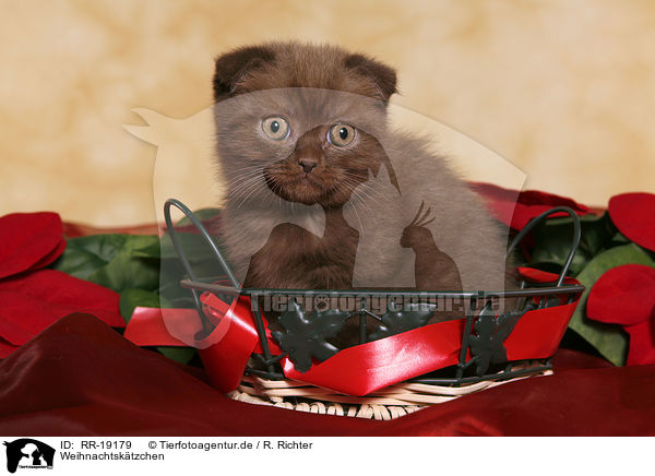 Weihnachtsktzchen / christmas kitten / RR-19179