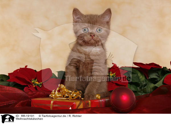 Weihnachtsktzchen / christmas kitten / RR-19191