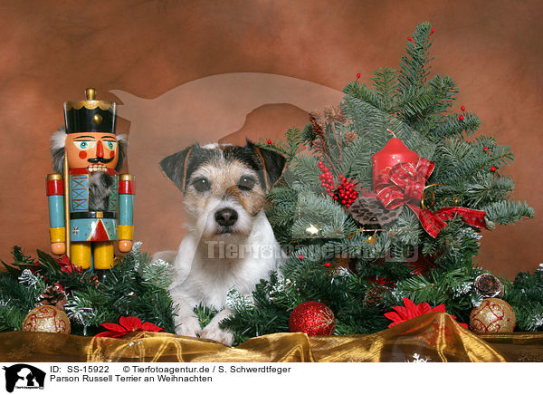 Parson Russell Terrier an Weihnachten / Parson Russell Terrier at christmas / SS-15922