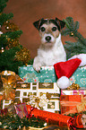 Parson Russell Terrier an Weihnachten