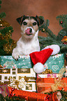 Parson Russell Terrier an Weihnachten