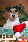 Parson Russell Terrier an Weihnachten