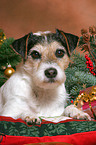 Parson Russell Terrier an Weihnachten