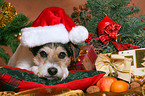 Parson Russell Terrier an Weihnachten