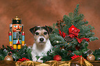 Parson Russell Terrier an Weihnachten