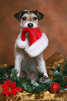 Parson Russell Terrier an Weihnachten