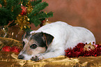 Parson Russell Terrier an Weihnachten