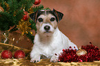 Parson Russell Terrier an Weihnachten