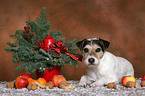 Parson Russell Terrier an Weihnachten