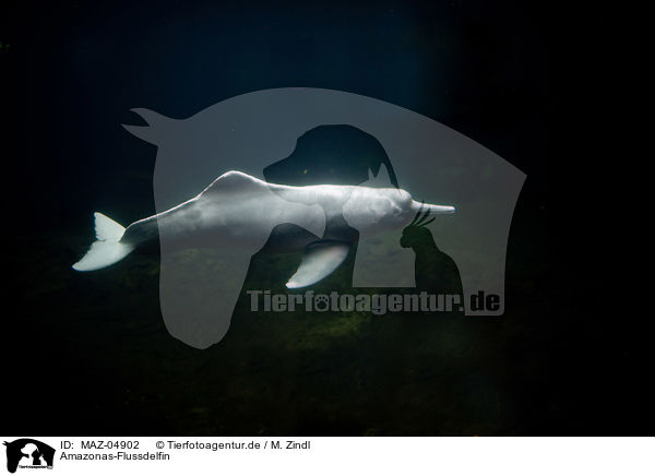 Amazonas-Flussdelfin / Amazon river dolphin / MAZ-04902