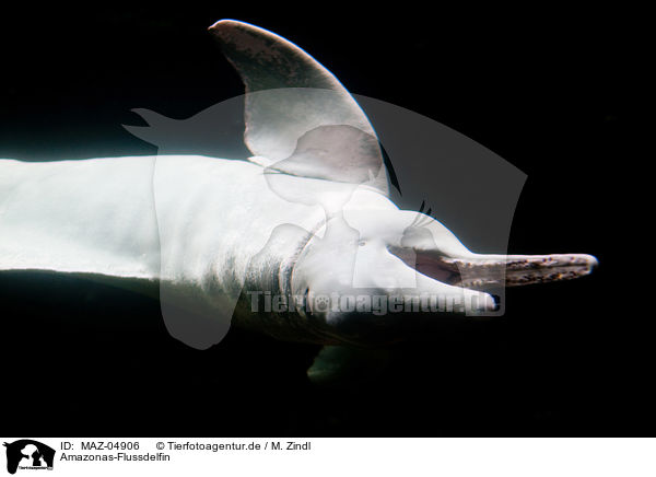 Amazonas-Flussdelfin / Amazon river dolphin / MAZ-04906