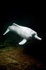 Amazonas-Flussdelfin