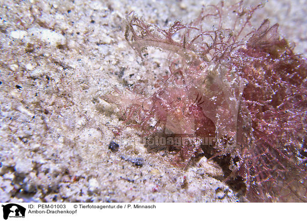Ambon-Drachenkopf / Ambon Scorpionfish / PEM-01003
