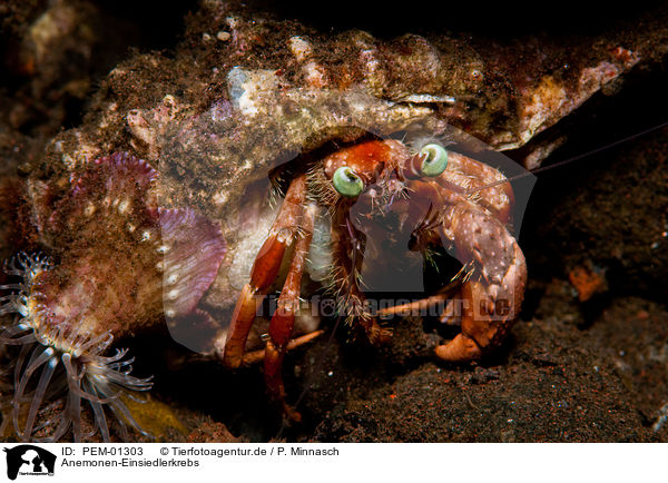 Anemonen-Einsiedlerkrebs / anemone hermit crab / PEM-01303