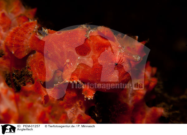 Anglerfisch / frogfish / PEM-01257