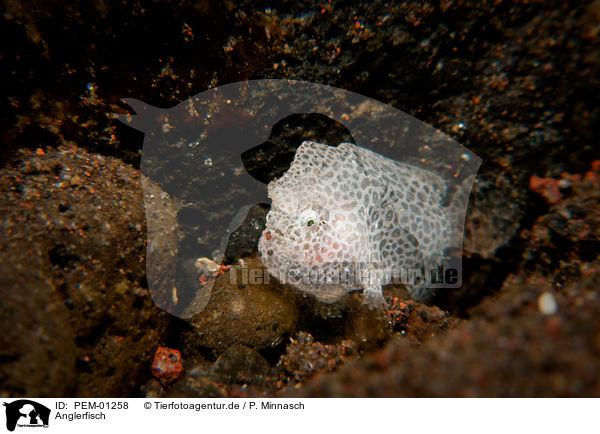 Anglerfisch / frogfish / PEM-01258